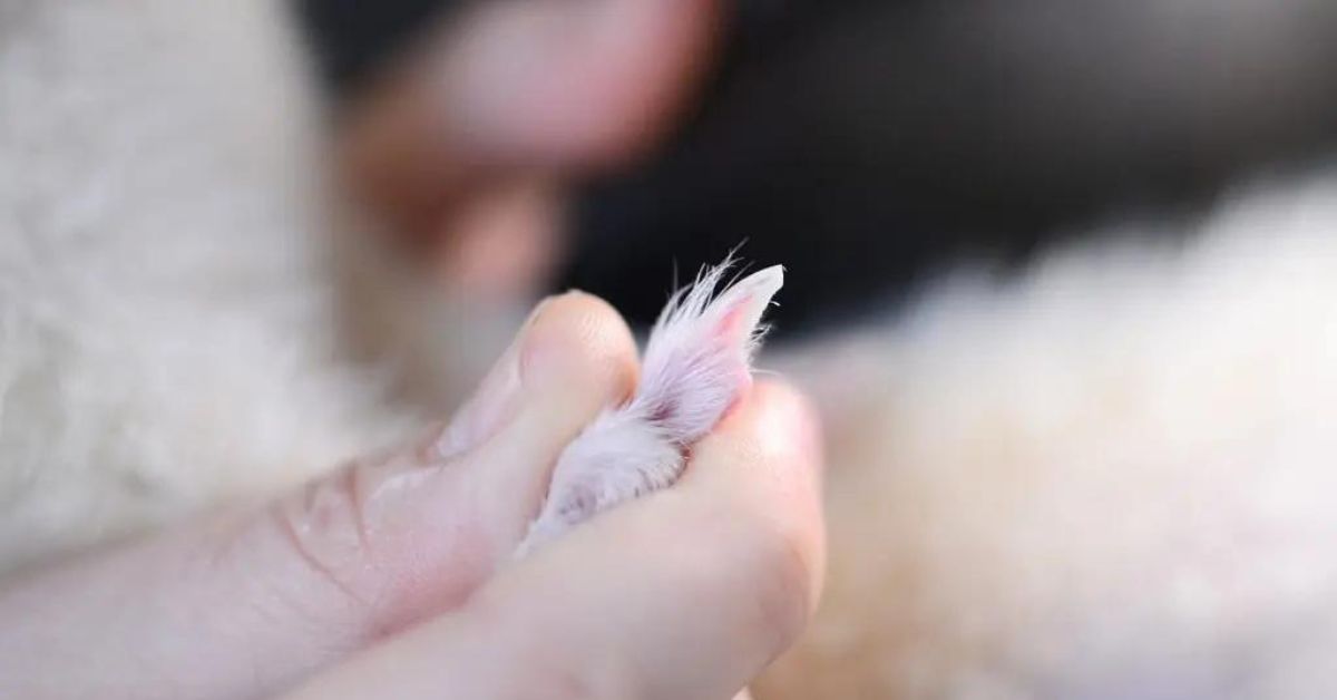 Can You Cut A Ferrets Nails With Human Nail Clippers