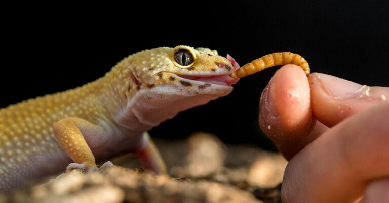 How Long Can Geckos Go Without Food