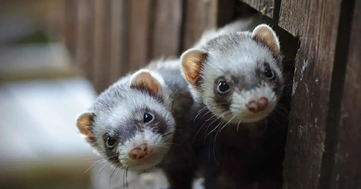What Pets Go Well With Ferrets