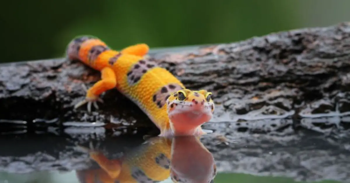 do geckos need water