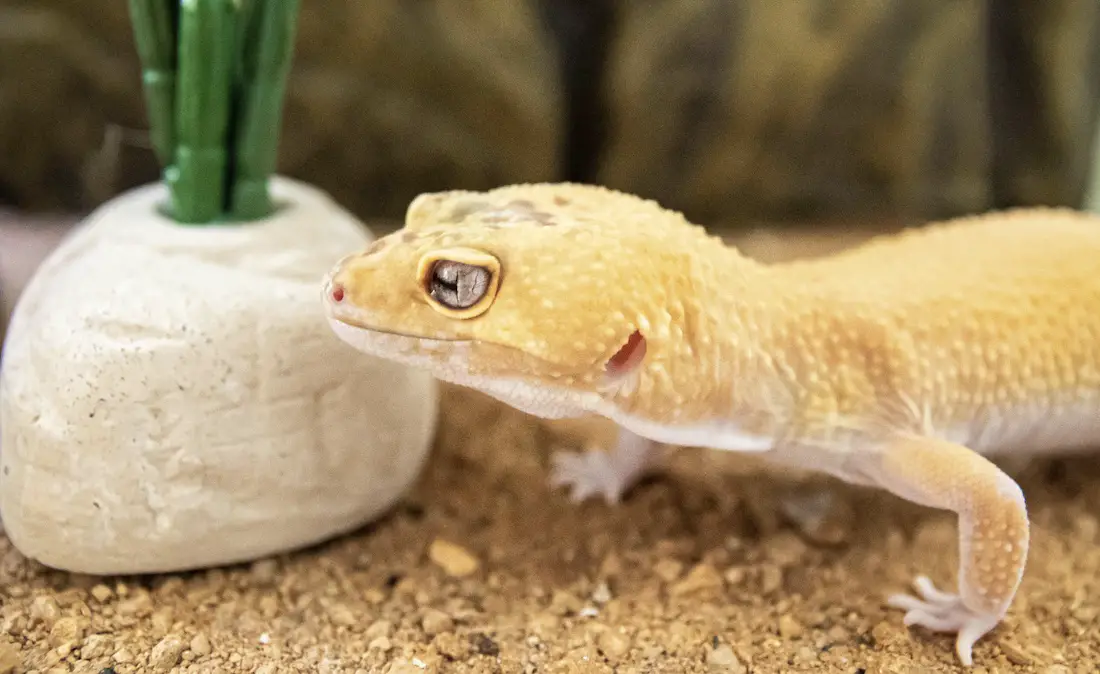 How Long Can A Leopard Gecko Go Without Eating? - Best Pet Facts