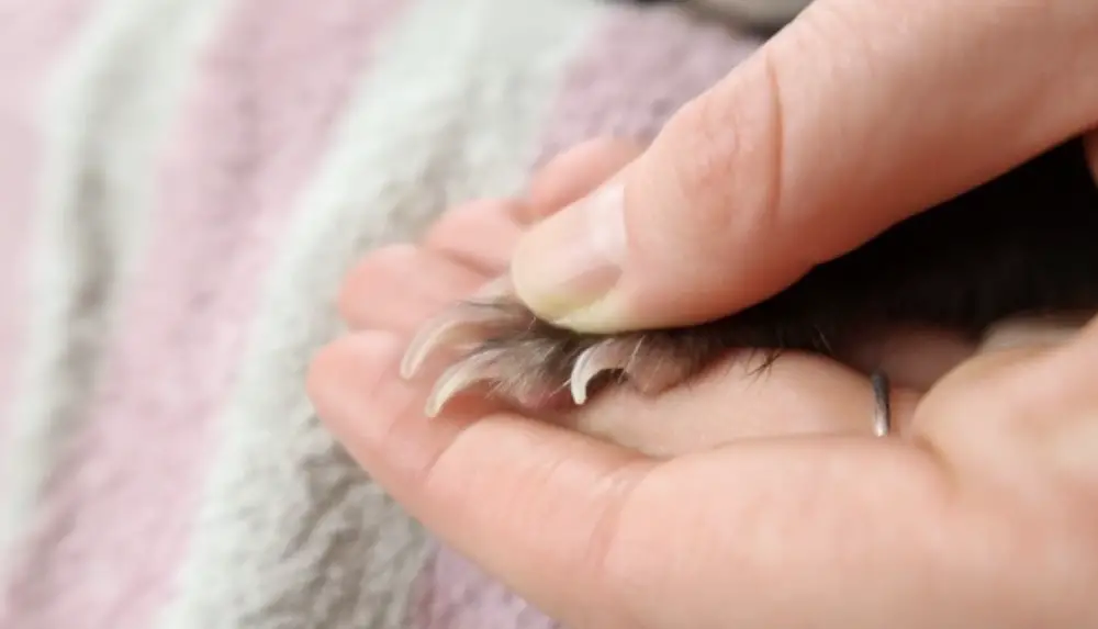 Can You Cut A Ferrets Nails With Human Nail Clippers