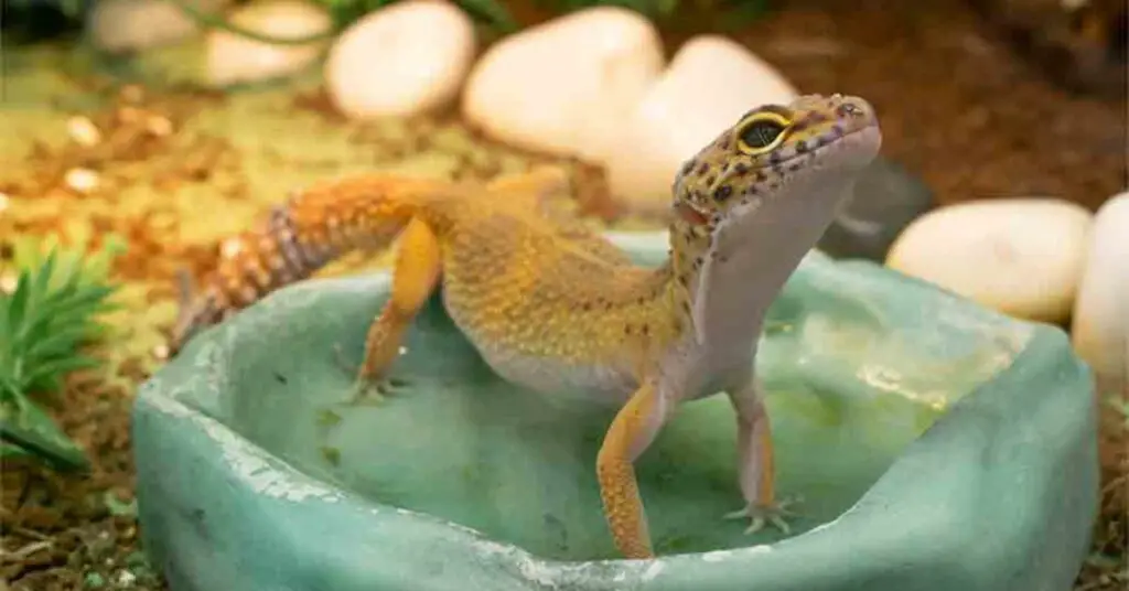 do geckos need water